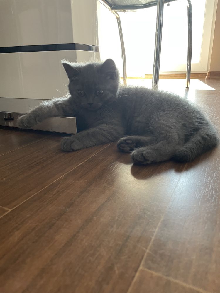 British Shorthair