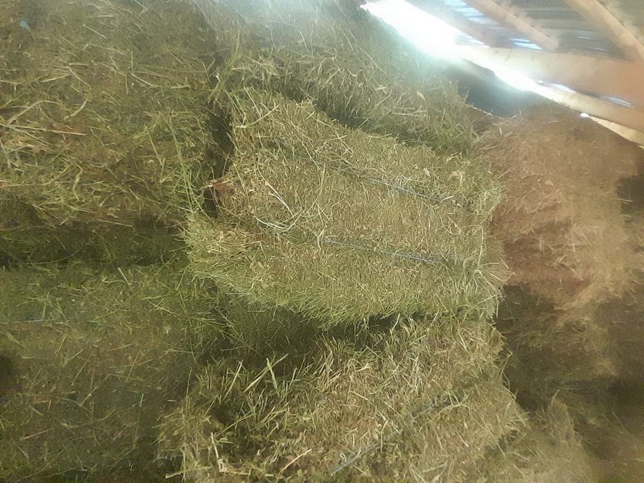 Baloti de lucerna de vânzare