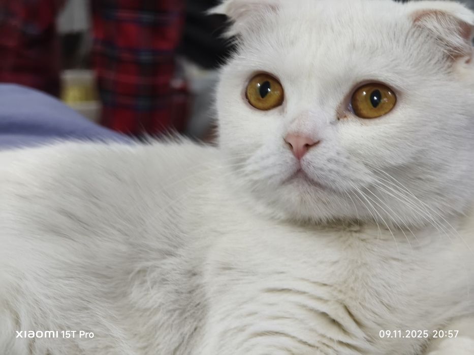 Shatlandkiy Skotish fold