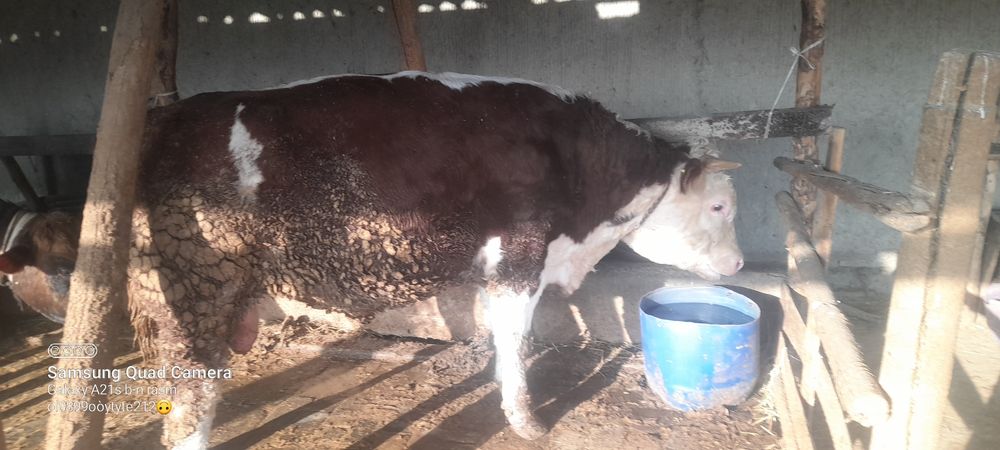 сотилади букалар