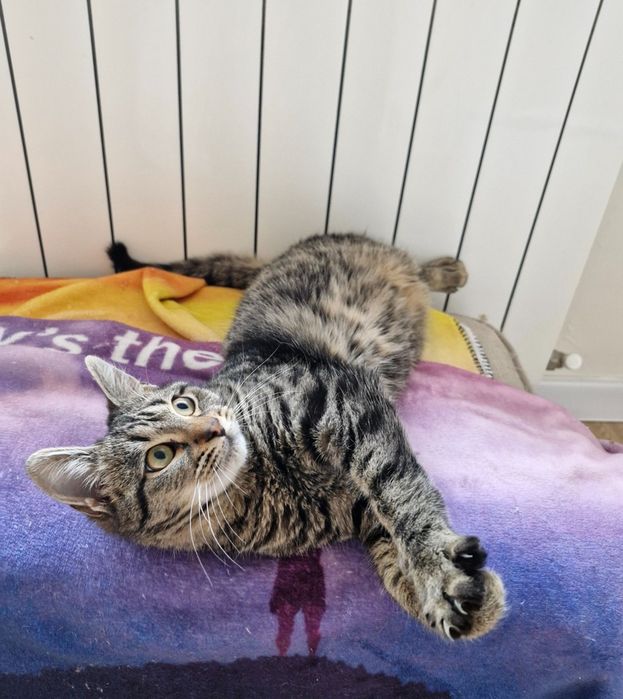 Мъжко котенце на около 5 месеца