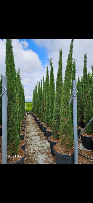 Vând plante ornamentale