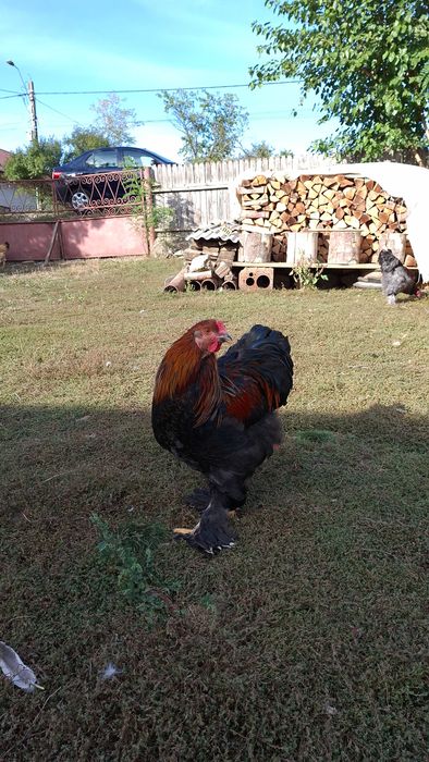 Cocoși Brahma,deosebiți, crescuți la curte(6 bucăți)