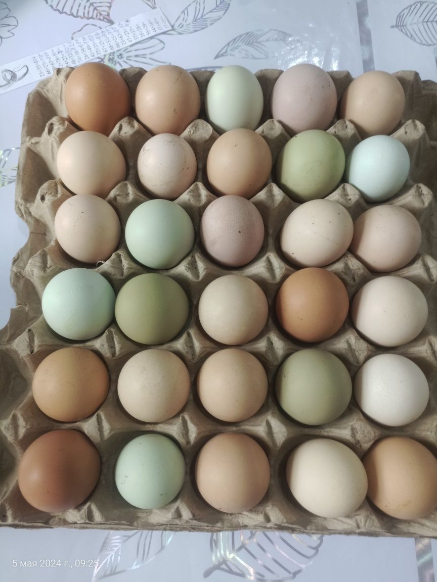 Инкубационные яйца разных пород