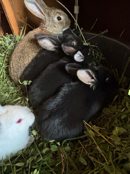 De vanzare 5 pui de iepuri