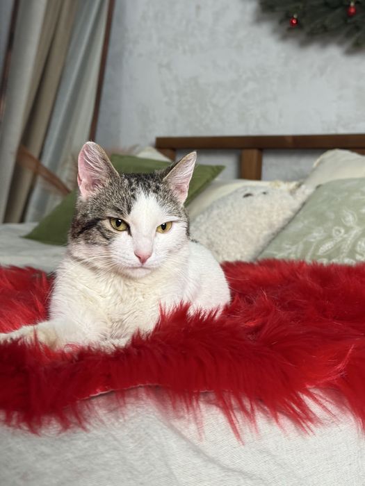 Котик ищет семью. Кастрирован