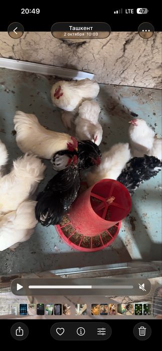 Tovuq xoroz karlik koxla xarhil 150 min dan donaga optim kelishamiz