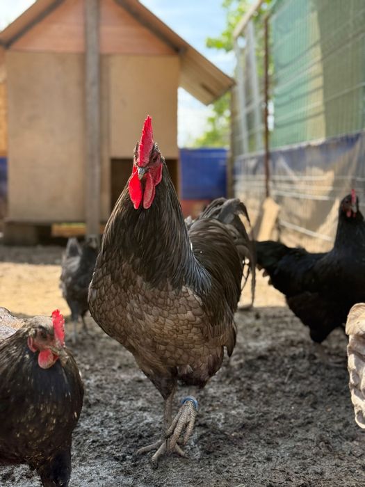 Cocoș Australorp albastru