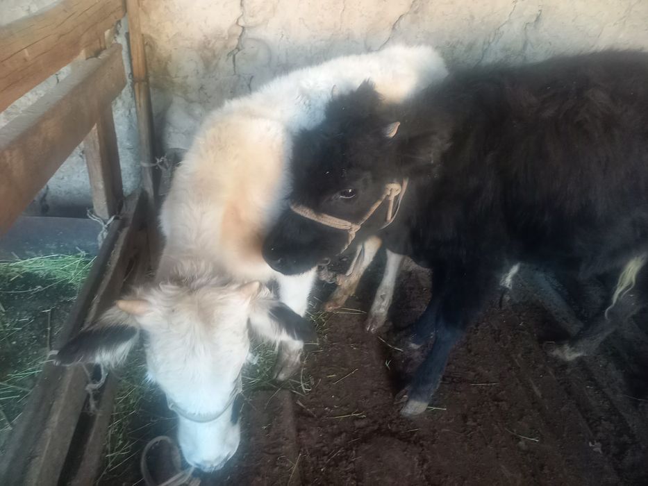 Ұрғашы  бұзау қашарлар сатылады