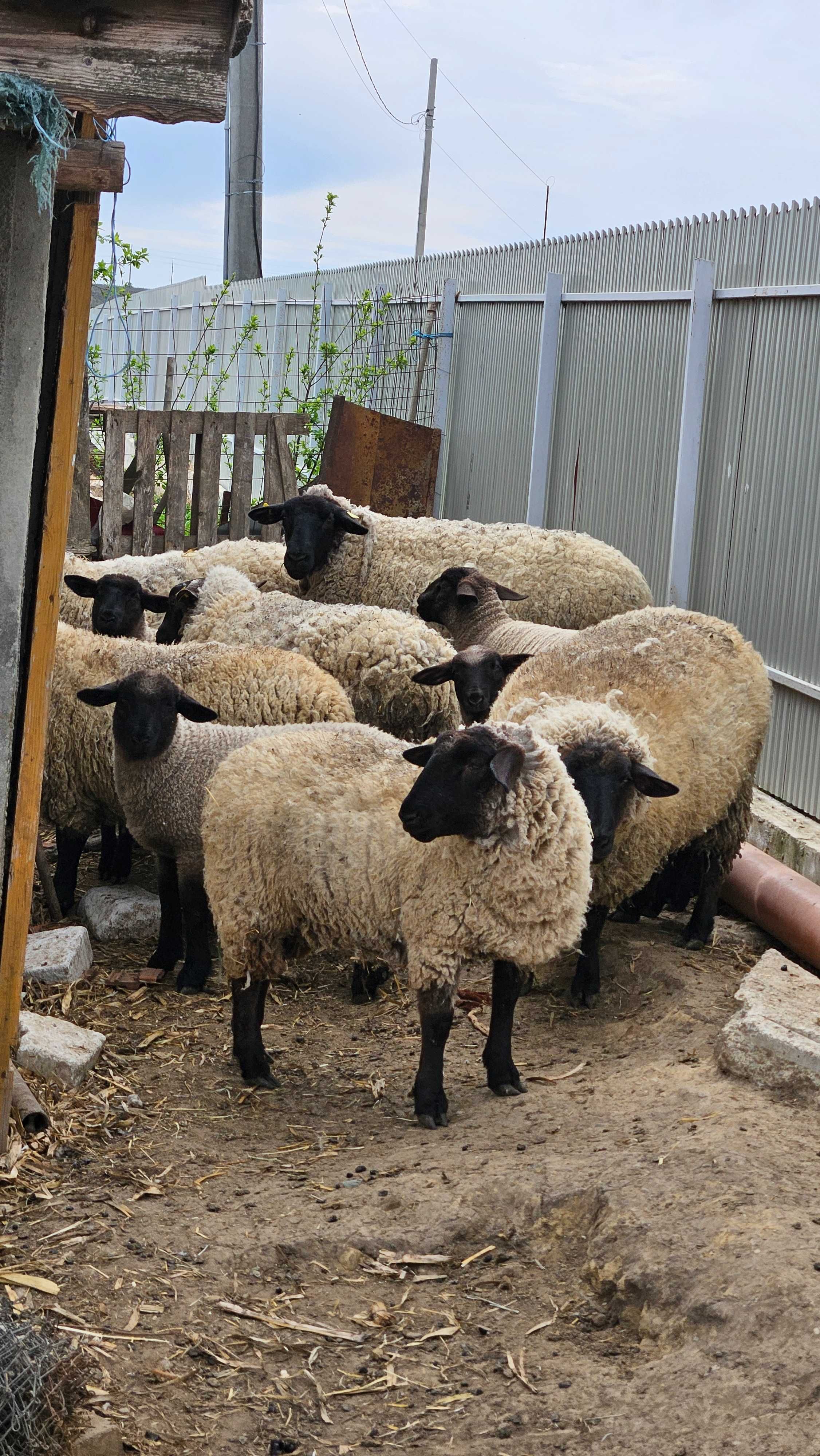 Vand Ovine Suffolk