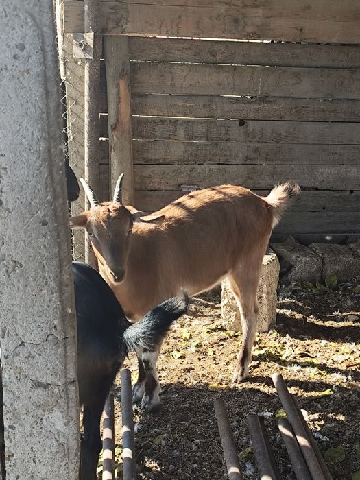 Căprițe tinere, Ieduțe