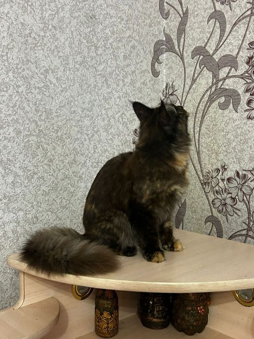 Мэйн кун котята 3 мес продам