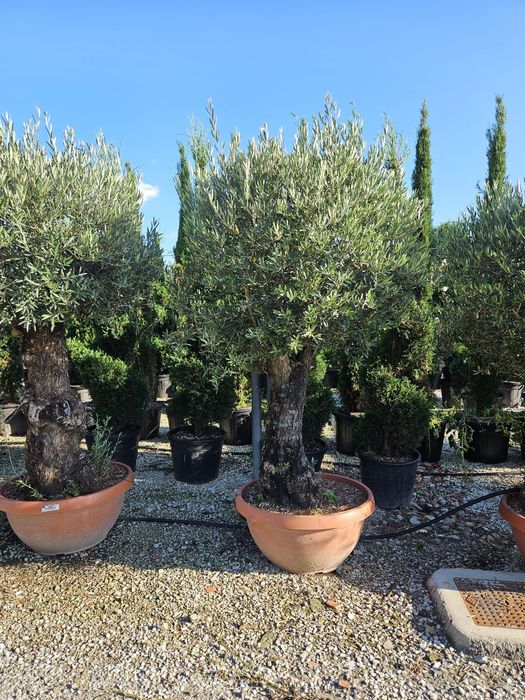 Măslini seculari calitate extra