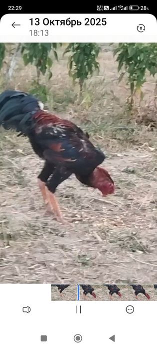 Сатлад срочнаа..