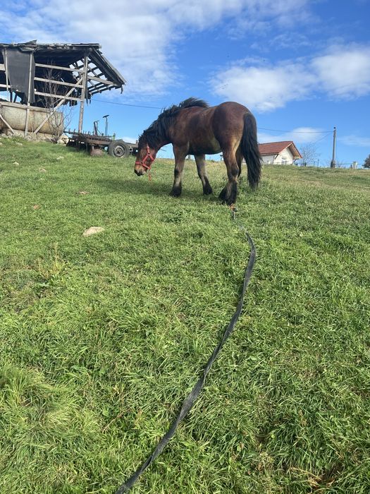 Vand manz de un an jumate