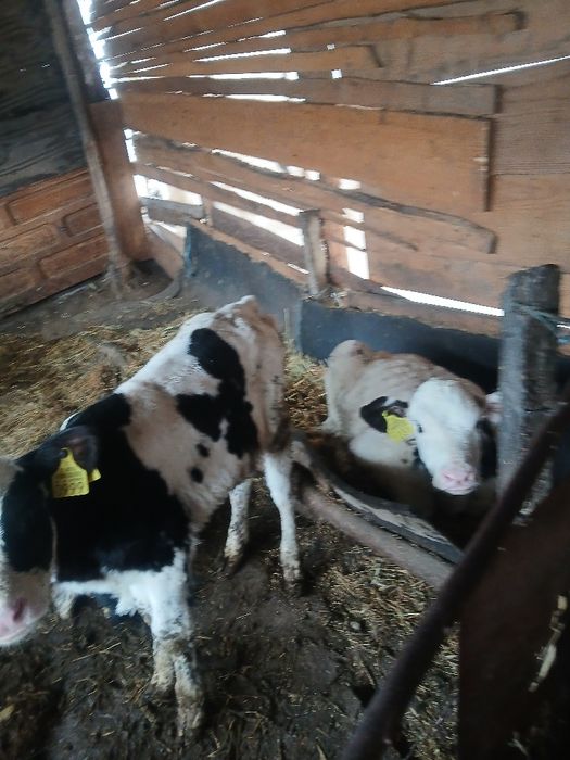 Vând 3 tauras de 2luni