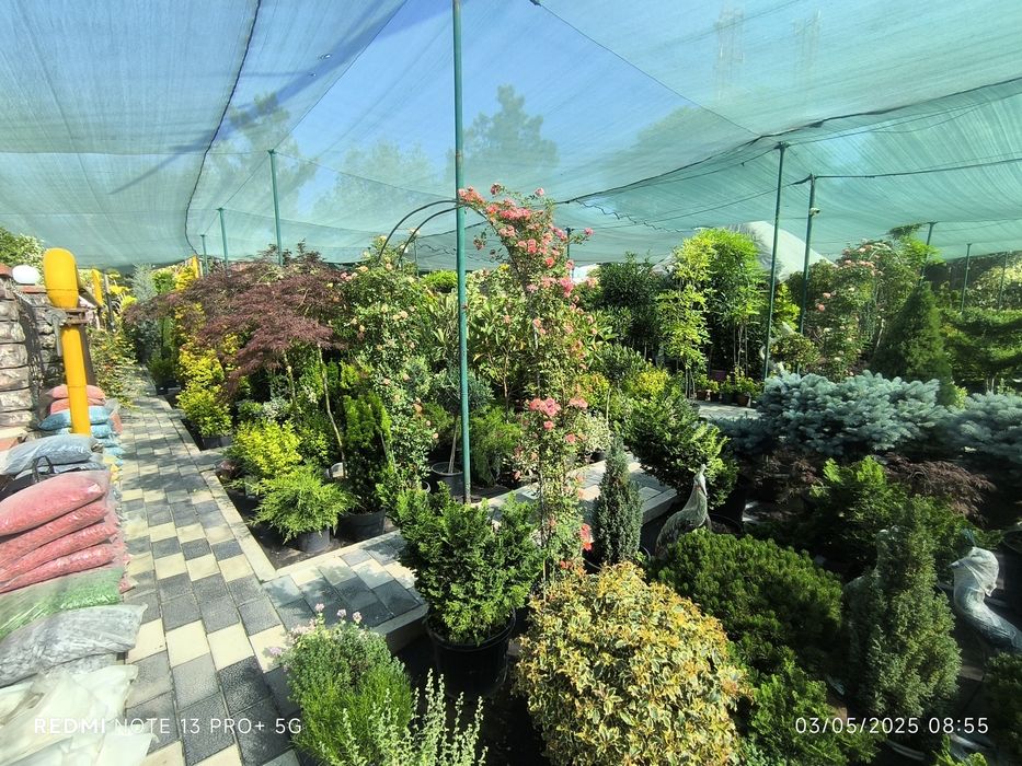 Gazon landshaft palift mkra klemint setka tortish