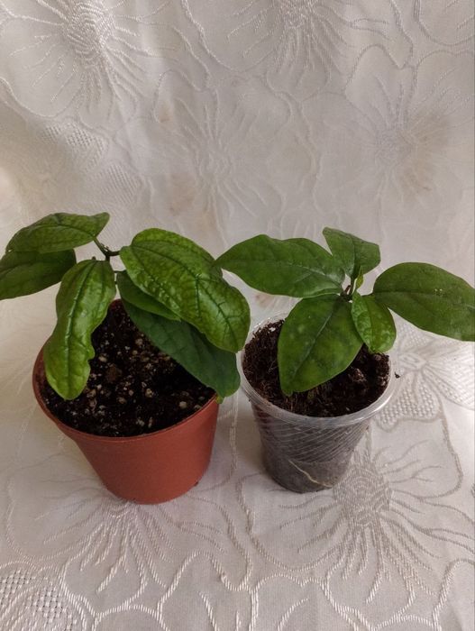 Комнатные цветы по Ташкенту