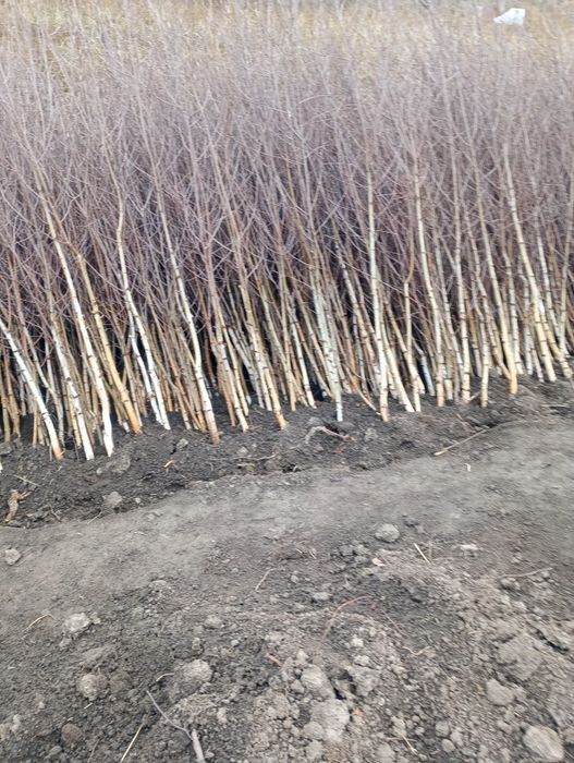 Puieti mesteacăn 2 metri flora spontana