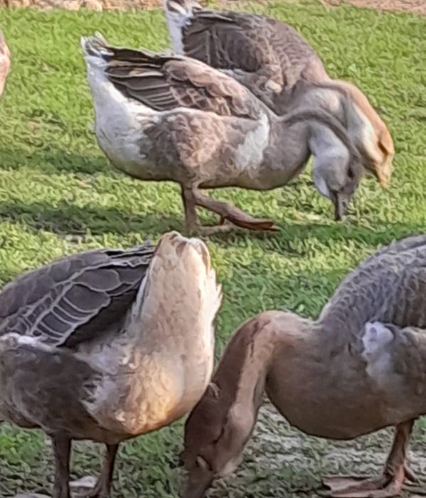 Vând gâște americane