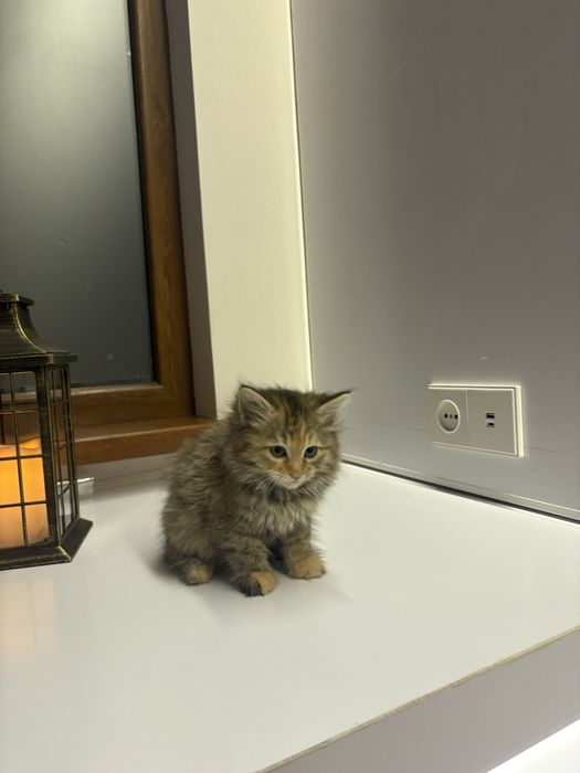 Отдаем котят в хорошие и добрые руки