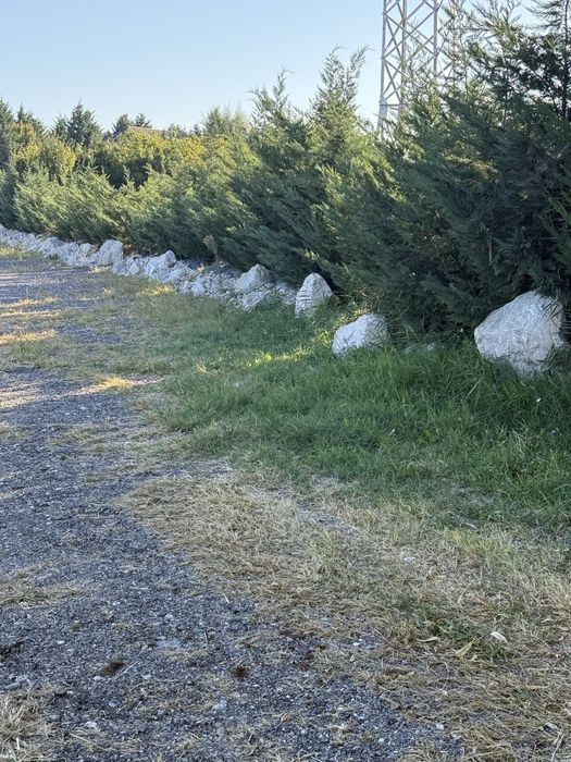 Cupresocyparis leylandi