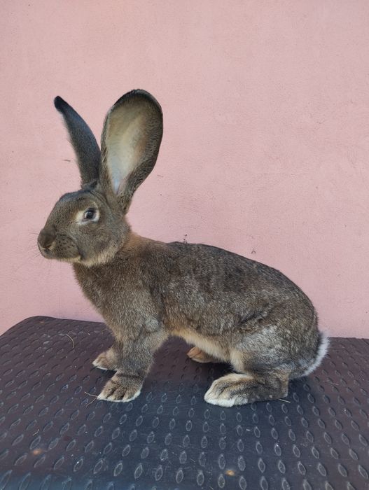 Iepuri Uriaș German Gri