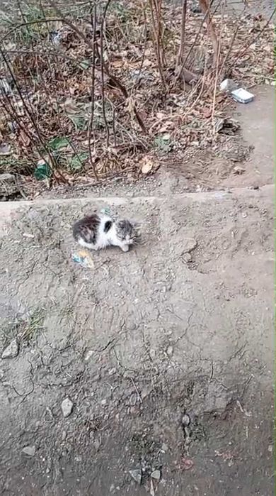 Котятам нужен дом! Срочно!