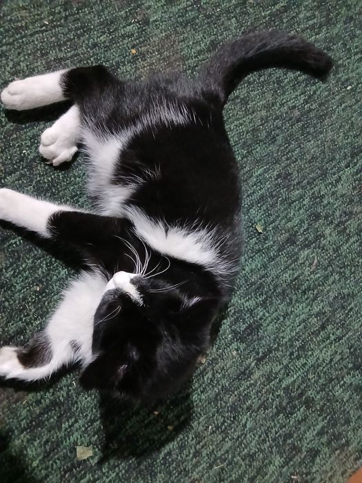 Aqilli mishuk sotiladi