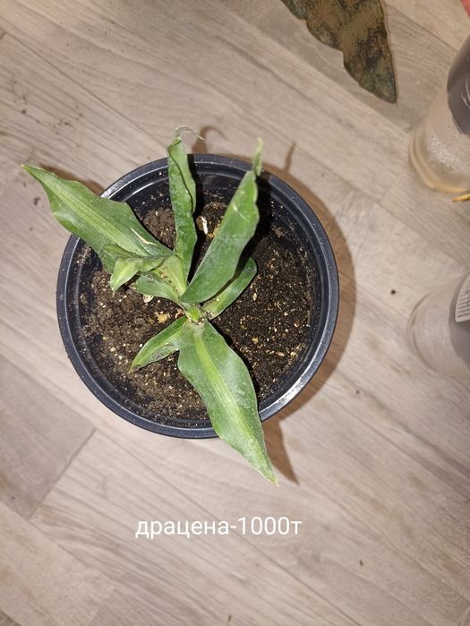 Комнатные растения