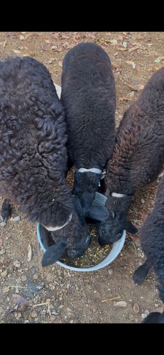 Qo'chqorlar sotiladi 7 oylik