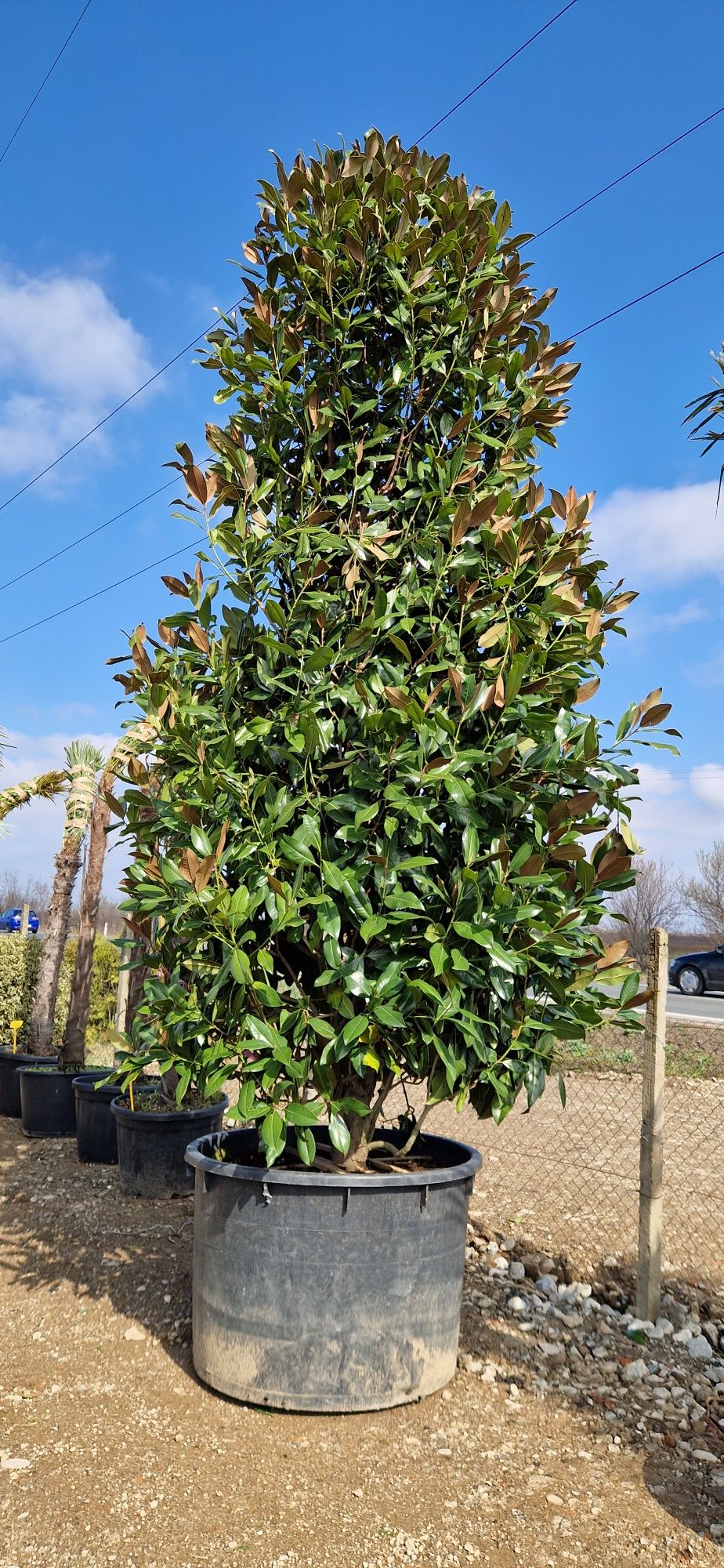 Ilex varirgata - magnolie grandiflora - Camelii