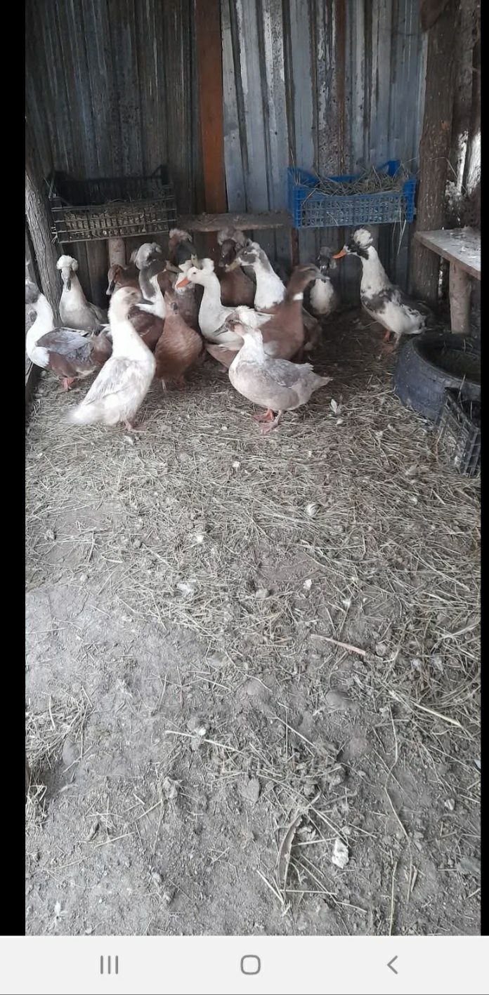 Oua de rață moțata..