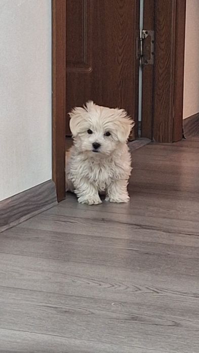 Bichon malteze mini-toy