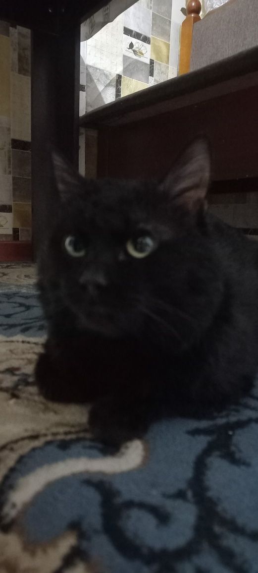 Кот, кастрированный, даром