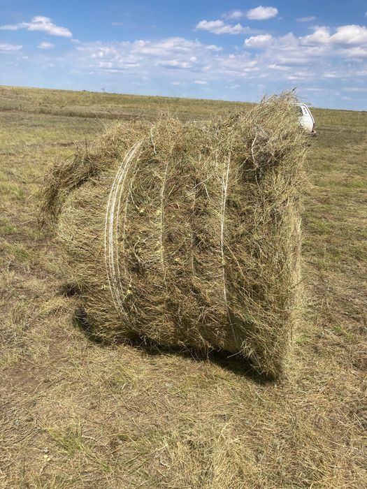Продаи сено в рулонах