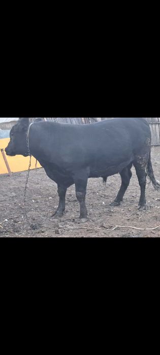 Vând taur angus bun pentru montâ, 500 kg, 1 an 2 luni