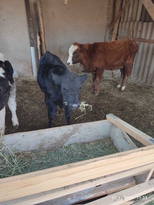 Chorva mollar sotiladi