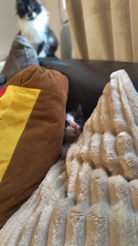 Малко коте търси дом