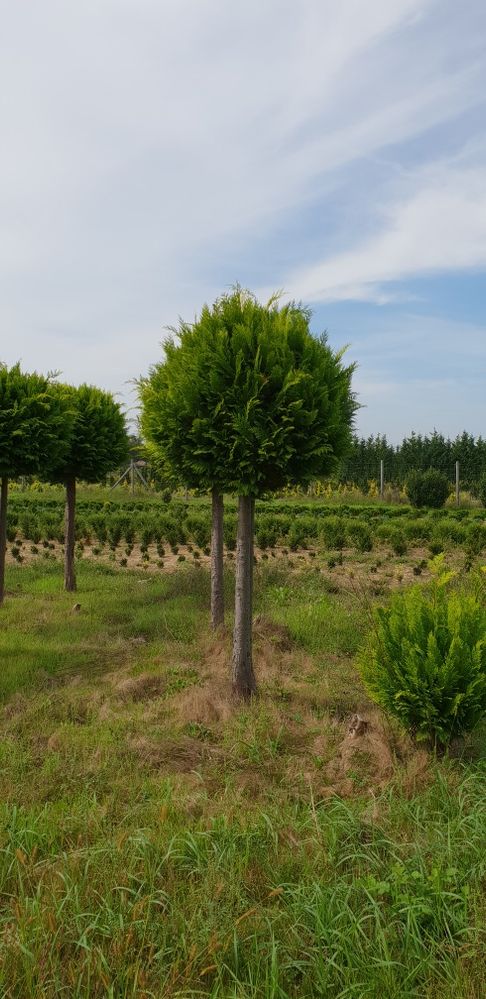 Vindem plante ornamentale de mai multe dimensiuni