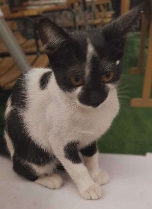 Коте Марс търси дом