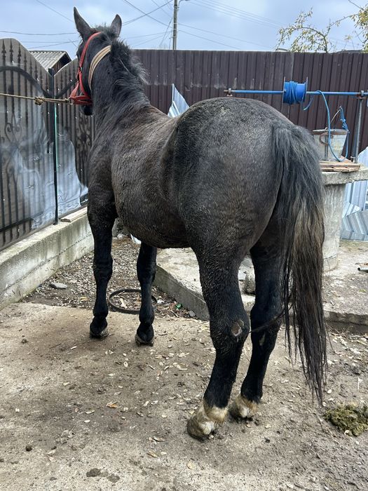 Manz de 2 ani dinti de lapte