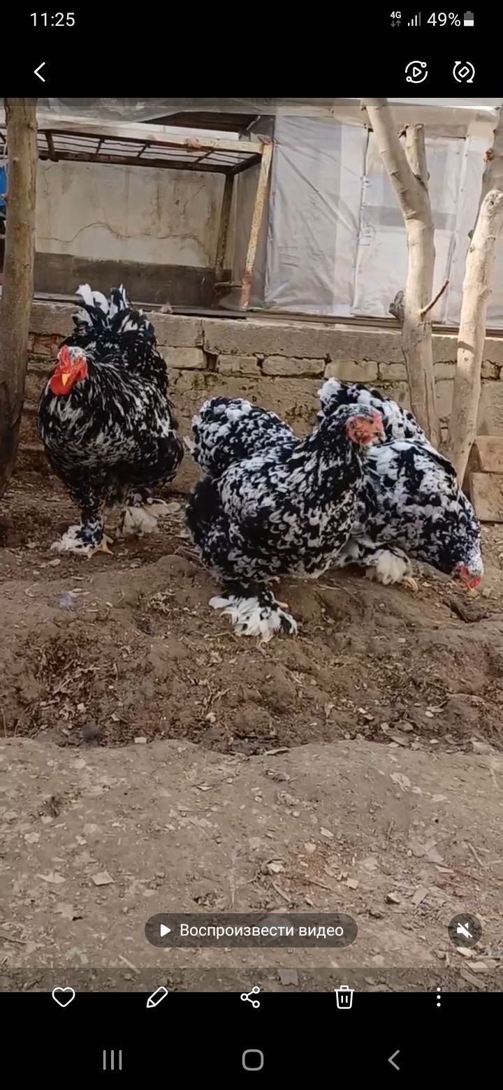 Жужалар сотилади