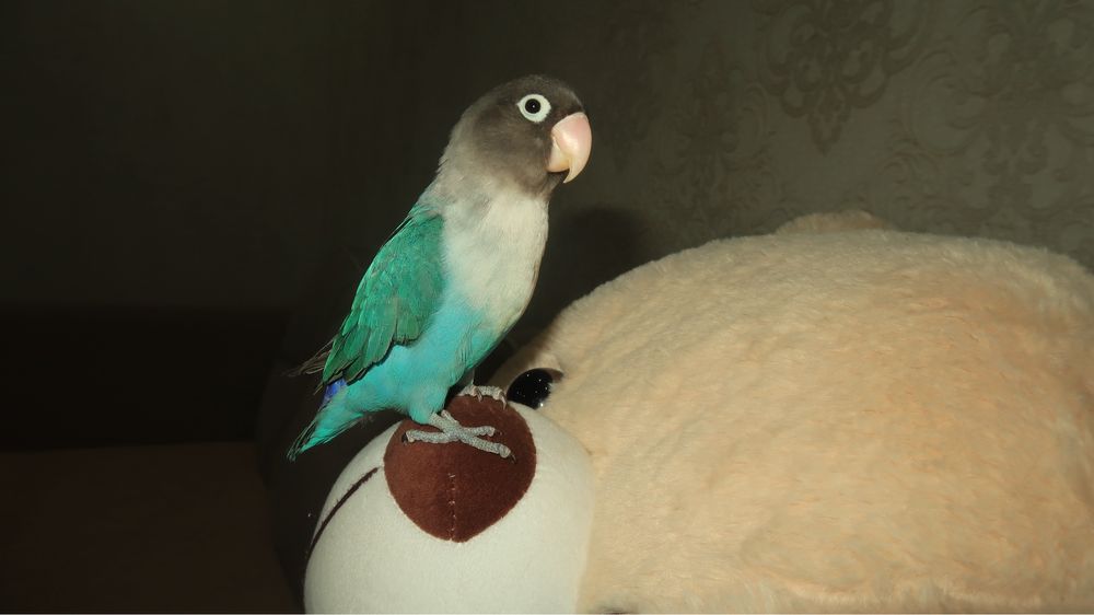 продается попугай неразлучник