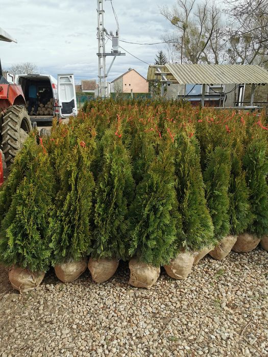 Tuia smaragd și columnaris de cea mai buna calitate