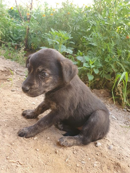 Щенок, отдам в хорошие руки