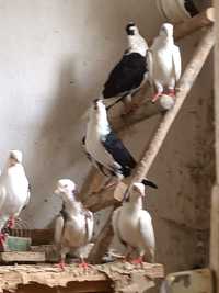 Porumbei jucători  alb cu negru
