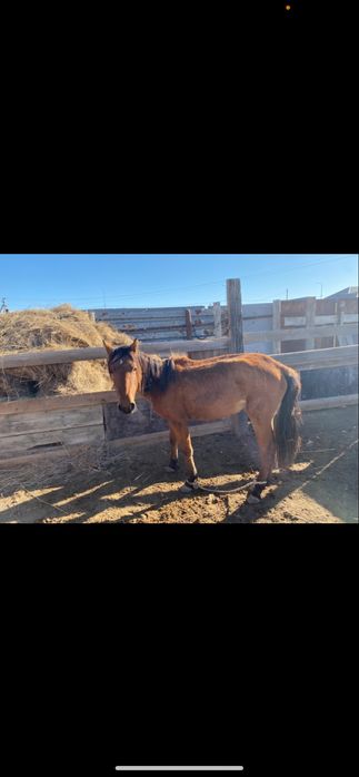 Ургашы тай сатылады