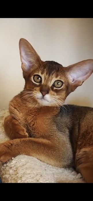 Абиссинские котята