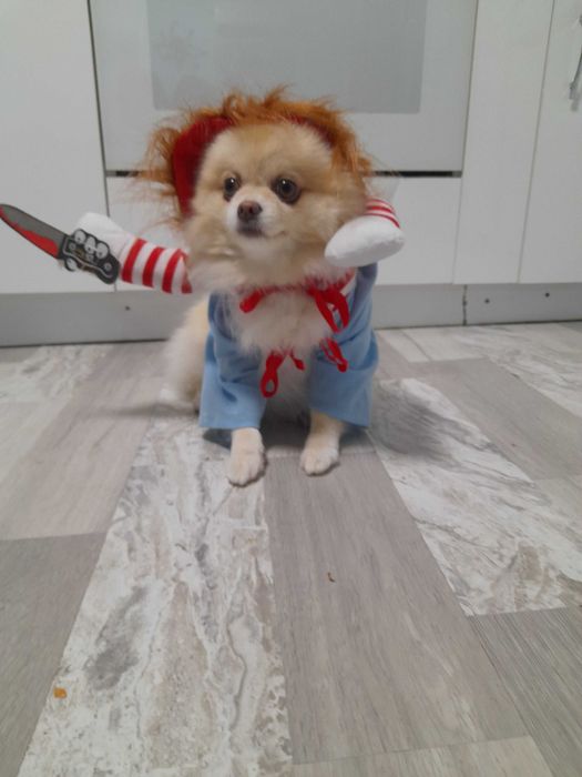 Смешни Дрехи за малки кучета